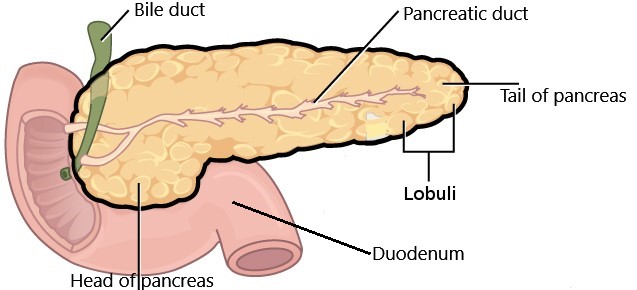 pancreas