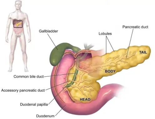 Anatomy of Pancreas