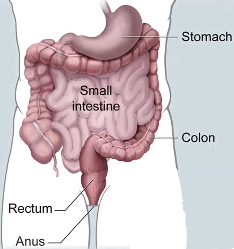 Anatomy of colon and rectum