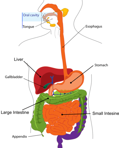 Gastrointestinal organs and their cancers
