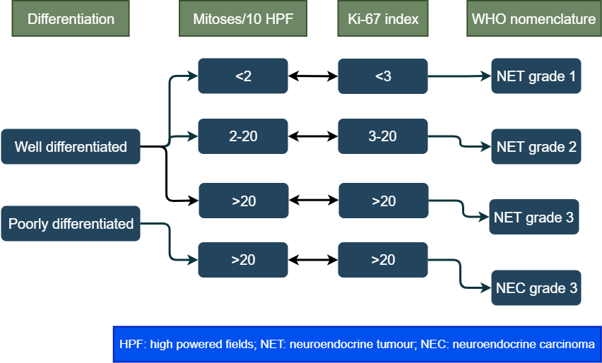 WHO Classification of neuroendocrine tumours