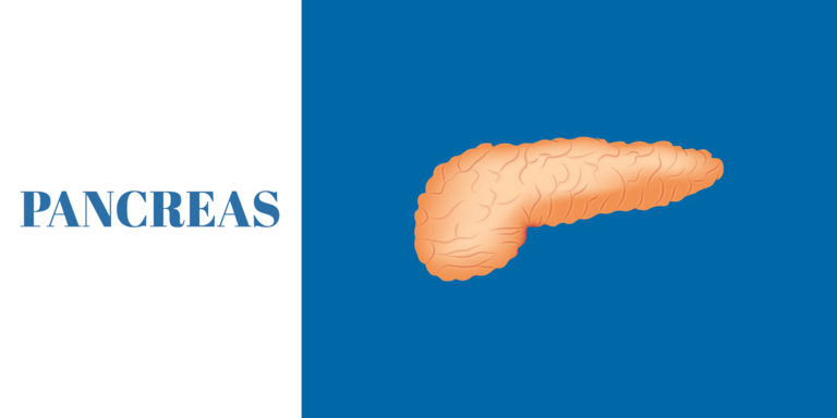 pancreas