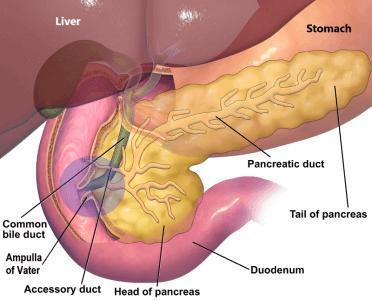 tip of pancreatic cancer