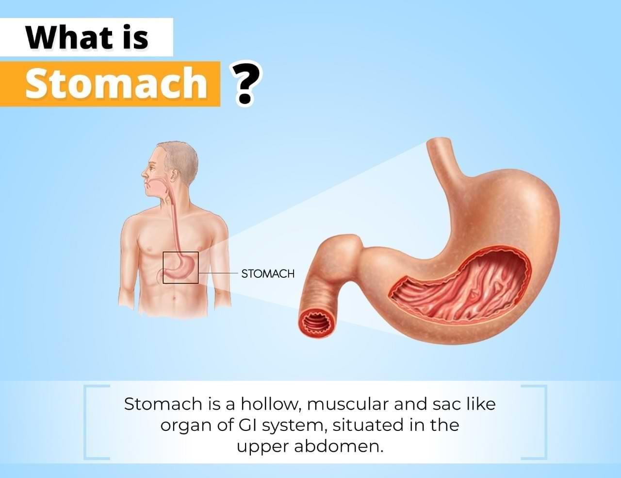 What is Stomach?